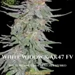 White Widow x Ak47 FV (Feminized) - TurboFlora Genetics