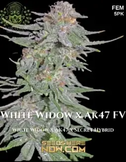 White Widow x AK47 FV Cannabis Seeds (space) High THC, Indica Dominant