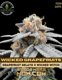 Wicked Grapefruits seeds featuring Grapefruit Gelato and Wicked Witch lineage, 20(space)25% THC