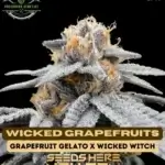 Wicked Grapefruits (Feminized) - Precursor Genetics