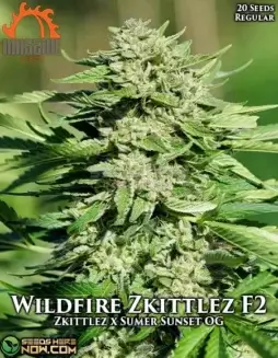 Wildfire Zkittlez F2 seeds (space) a Hybrid strain by Massive Seeds with 22% THC, citrus and berry flavors