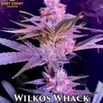 Wilkos Whack (Regular) - Best Coast Genetics