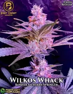Cannabis seeds of Wilkos Whack strain combining Kosher Kush and Cherry Springer