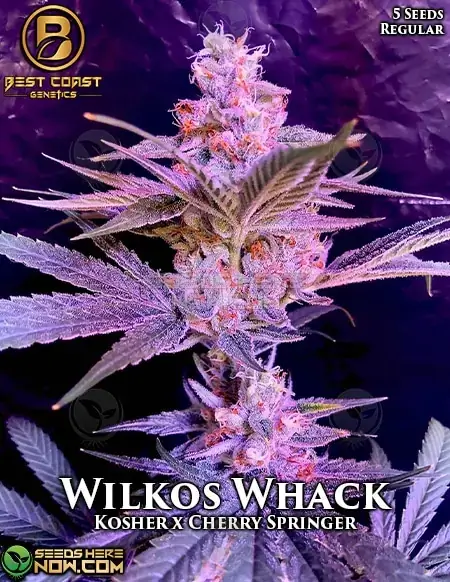 Cannabis seeds of Wilkos Whack strain combining Kosher Kush and Cherry Springer