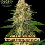 Willie Nelson S1 (Feminized) - Elite Clone Seed Company