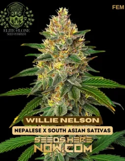 Close(space)up of Willie Nelson S1 cannabis buds, showcasing vibrant orange pistils and frosty trichomes