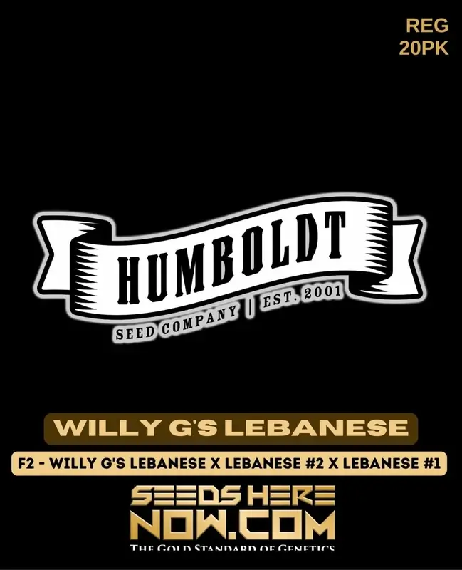 Willy G's Lebanese cannabis seeds by Humboldt Seed Company, showcasing earthy, spicy aromas and creative effects.