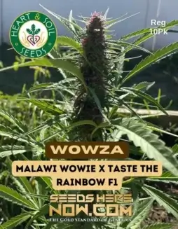 Wowza Regular Seeds (space) Sativa Dominant Strain by Heart & Soil Seeds