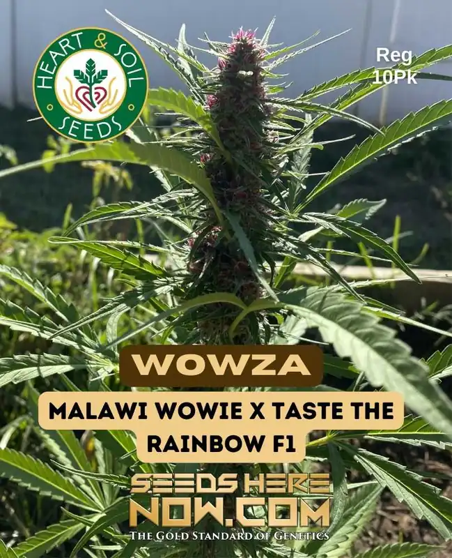 Wowza Regular Seeds - Sativa Dominant Strain by Heart & Soil Seeds