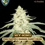 Wy - Kiki Bonus Pack (Feminized) - T.H. Seeds
