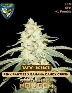 Wy(space)Kiki Bonus Pack Feminized Cannabis Seeds by T.H. Seeds (space) Pink Panties x Banana Candy Crush Hybrid