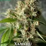Xanadu (Feminized) - Katsu Seeds