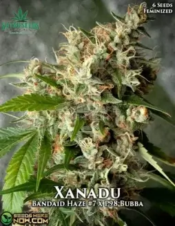 Xanadu Feminized Seeds (space) Citrus, Pine, Earthy Aroma (space) Katsu Seeds