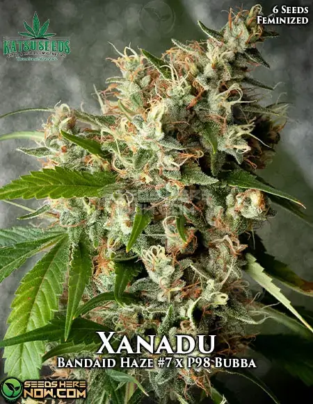 Xanadu Feminized Seeds - Citrus, Pine, Earthy Aroma - Katsu Seeds