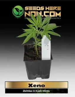 Xeno Clones cannabis plant, hybrid of Zkittlez and Kush Mints with dominant terpenes and 20(space)25% THC