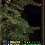 XXL Green, Selection #3 (Regular) - Indian Landrace Exchange