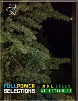 XXL Green Selection #3 regular cannabis seeds (space) Sativa dominant, citrus and spicy aroma