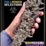 XXL Purple, Selection #1 (Regular) - Indian Landrace Exchange