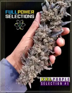 Image of XXL Purple, Selection #1 cannabis seeds packaged by Indian Landrace Exchange