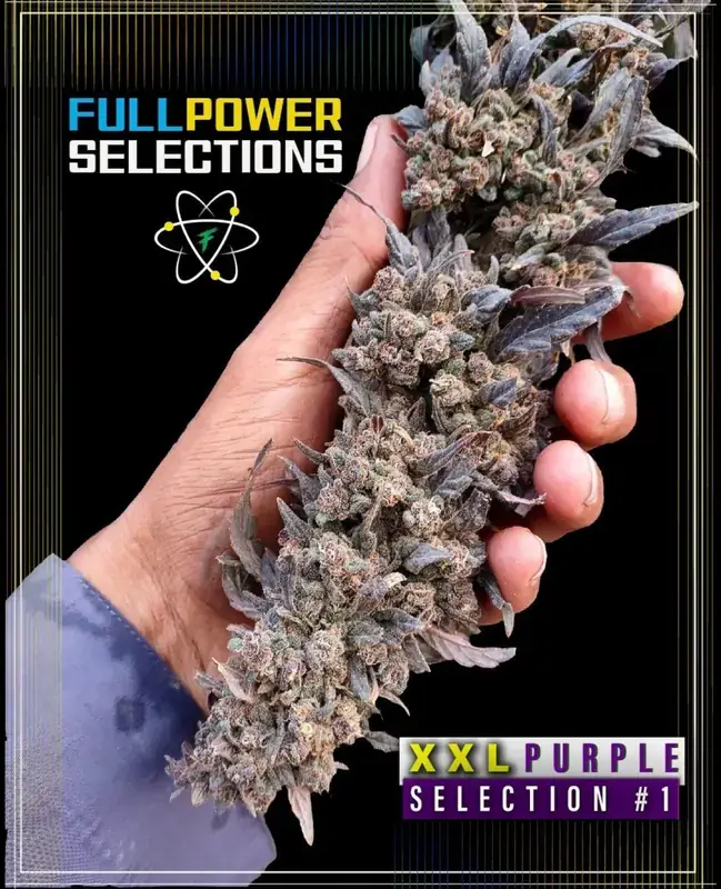 Image of XXL Purple, Selection #1 cannabis seeds packaged by Indian Landrace Exchange