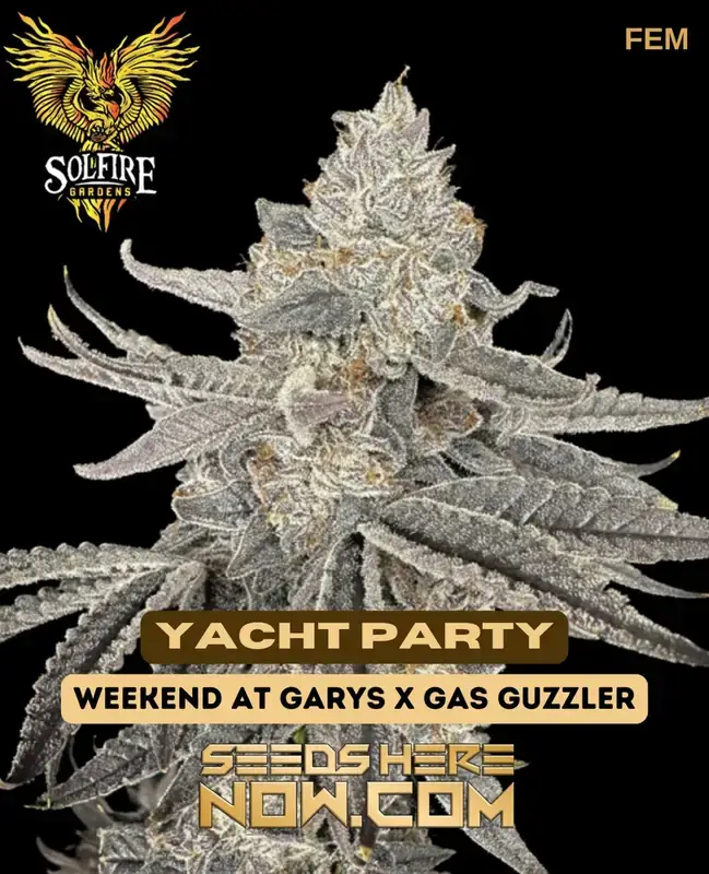 Yacht Party Feminized Seeds - 25% THC Hybrid Strain