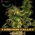 Yarkhun Valley (Regular) - Indian Landrace Exchange