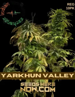 Yarkhun Valley (Regular) (space) Indian Landrace Exchange