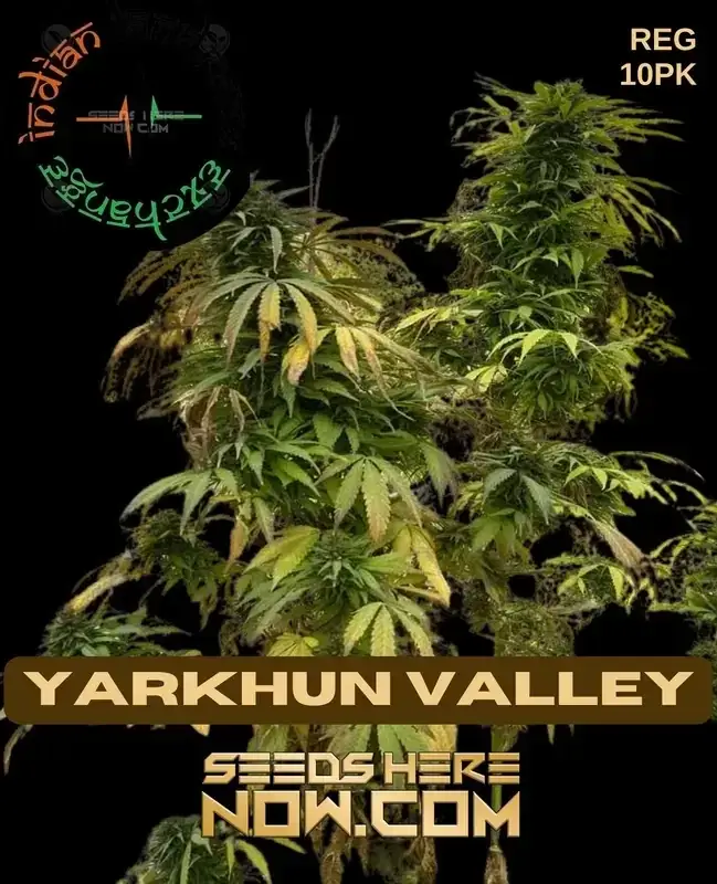 Yarkhun Valley regular cannabis seeds by Indian Landrace Exchange, showing traits and cultivation information