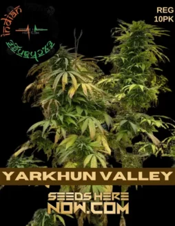 Image of Yarkhun Valley Regular Cannabis Seeds by Indian Landrace Exchange