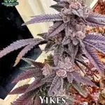 Yikes (Feminized) - Exotic Genetix