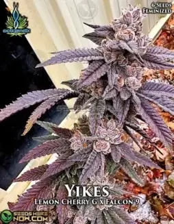 Yikes Feminized Seeds featuring Lemon Cherry G and Falcon 9 genetics