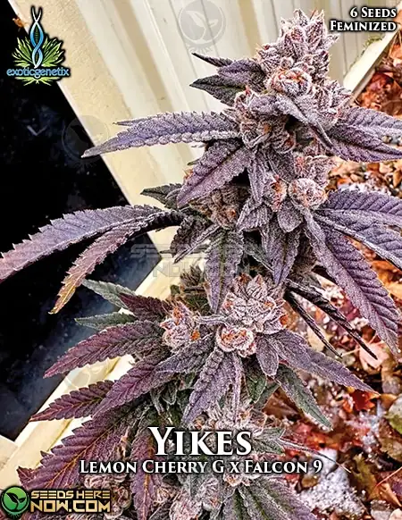 Yikes Feminized Seeds featuring Lemon Cherry G and Falcon 9 genetics