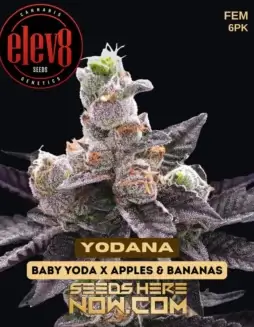 Yodana Feminized Seeds (space) Hybrid Strain with 24(space)28% THC by Elev8 Seeds