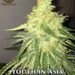 Youth In Asia (Regular) - Swamp Boys Seeds