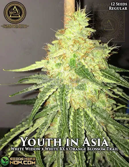Youth In Asia Cannabis Seeds - Hybrid Strain by Swamp Boys Seeds