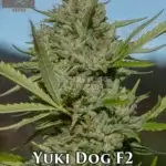 Yuki Dog F2 (Regular) - Massive Seeds