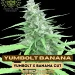 Yumbolt Banana S1 (Feminized) - Elite Clone Seed Company