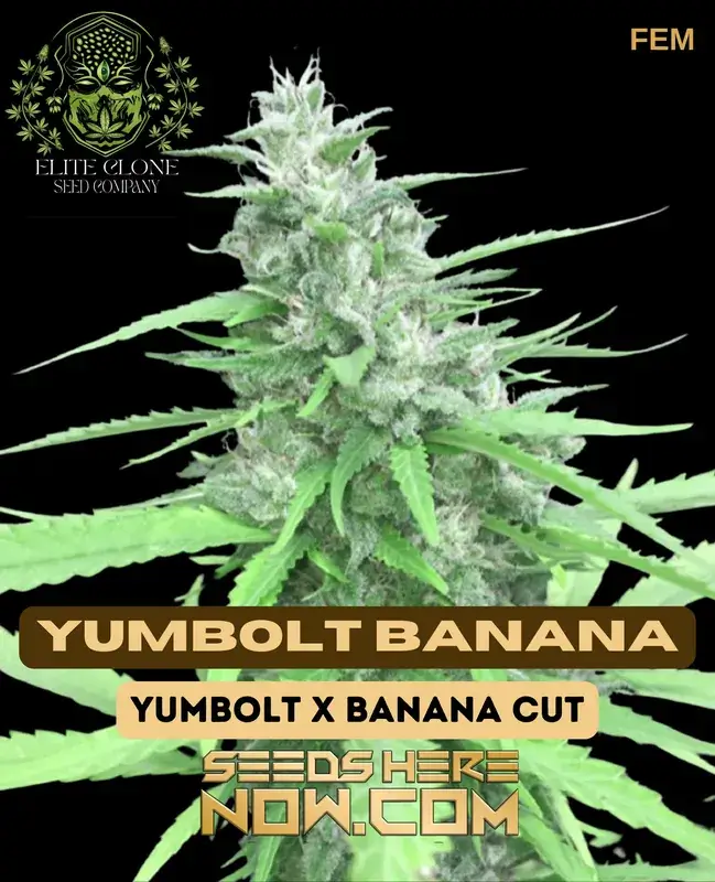 Yumbolt Banana S1 seeds, deep green with orange pistils and a frosty trichome layer