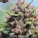 Yuzu Tangie (Regular) - Massive Seeds