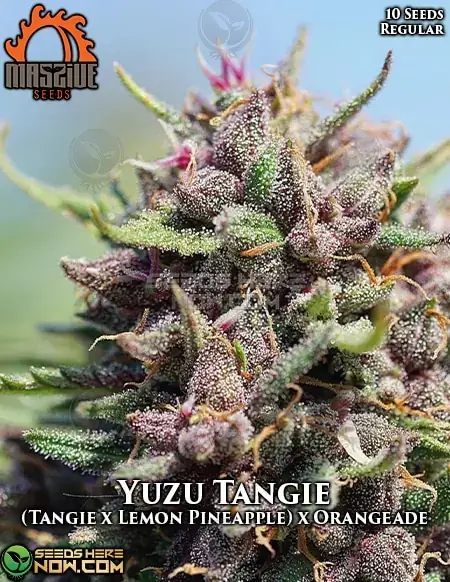 Yuzu Tangie Regular Seeds - Citrus and Sweet Flavored Cannabis Strain