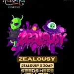Zealousy (Feminized) - Nasha Genetics
