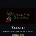 Zelato (Regular) - Green Fire Genetics