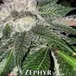 Zephyr (Regular) - Lucky Dog Seed Company