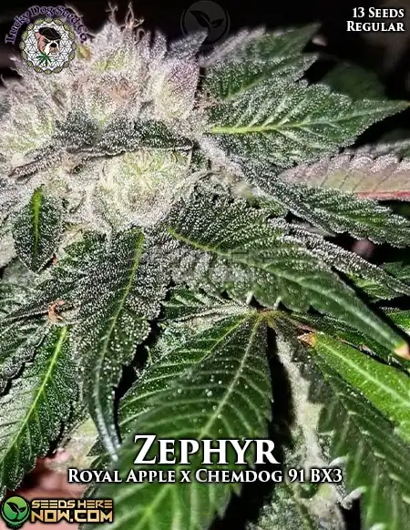 Zephyr Regular Cannabis Seeds by Lucky Dog Seed Company featuring Royal Apple and Chem 91 BX3 lineage