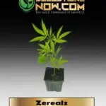 Zerealz Clones -  ACC