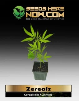 Zerealz Clones in a pot, genetics by ACC featuring Cereal Milk x Zkittlez hybrid