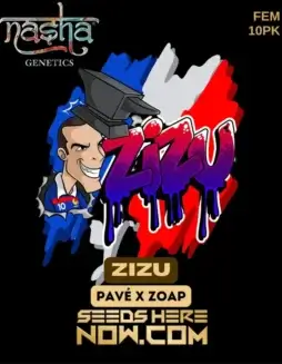 Zizu Feminized Cannabis Seeds by Nasha Genetics, featuring 28(space)32% THC and a blend of citrus, pine, and earthy flavors