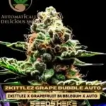 Zkittlez Grape Bubble (Autoflower) - Automatically Delicious