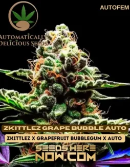 Zkittlez Grape Bubble Autoflowering Cannabis Seeds in packaging