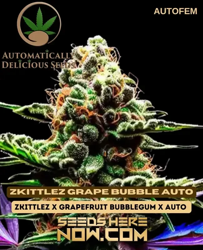 Zkittlez Grape Bubble Autoflowering Cannabis Seeds in packaging